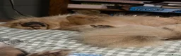 Pomeranian dogs for sale: Pomeranian  - Advert 10