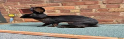 Belgian Hares rabbits for sale: Drago- 1 year old Black Hare  - Advert 2