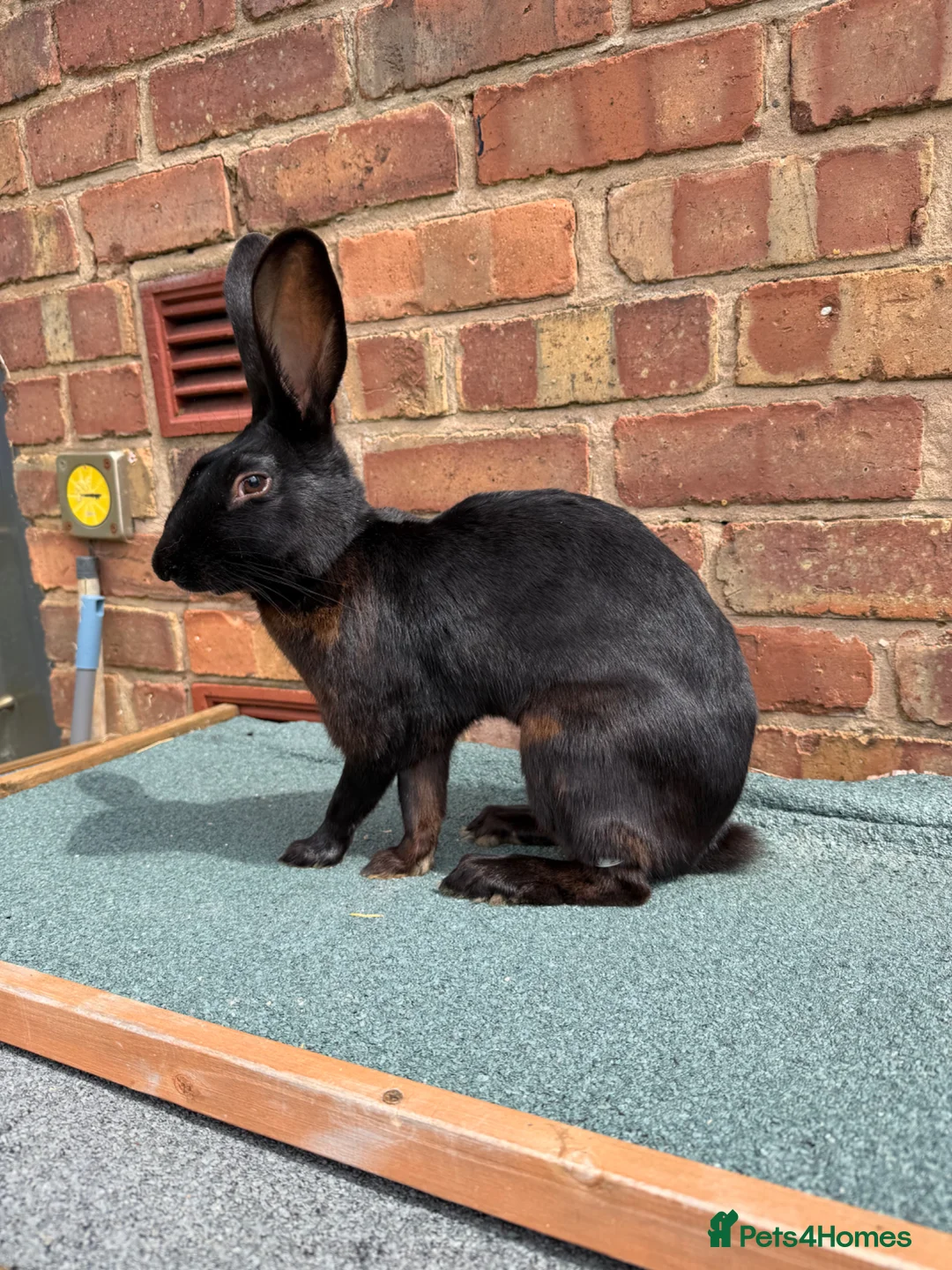 Belgian Hares rabbits for sale: Drago- 1 year old Black Hare  - Advert 2