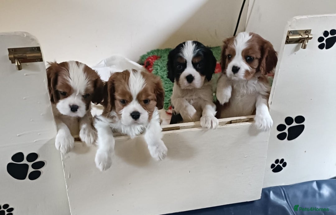 Cavalier King Charles Spaniel dogs for sale: Gorgeous KC Reg Cavalier king Charles puppies - Image 7