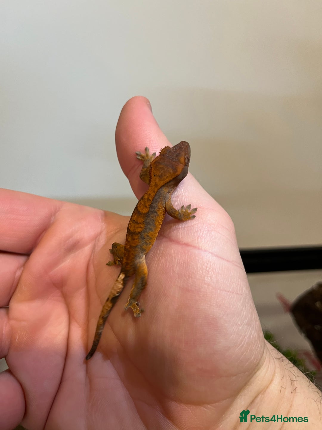Gecko reptiles for sale: Crested gecko babies for sale  - Advert 4
