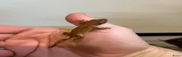 Gecko reptiles for sale: Crested gecko babies for sale  - Advert 4