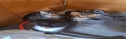 Mixed Breed cats for sale: Mixed breeds kittens - Advert 4