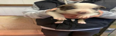 Border Collie 2