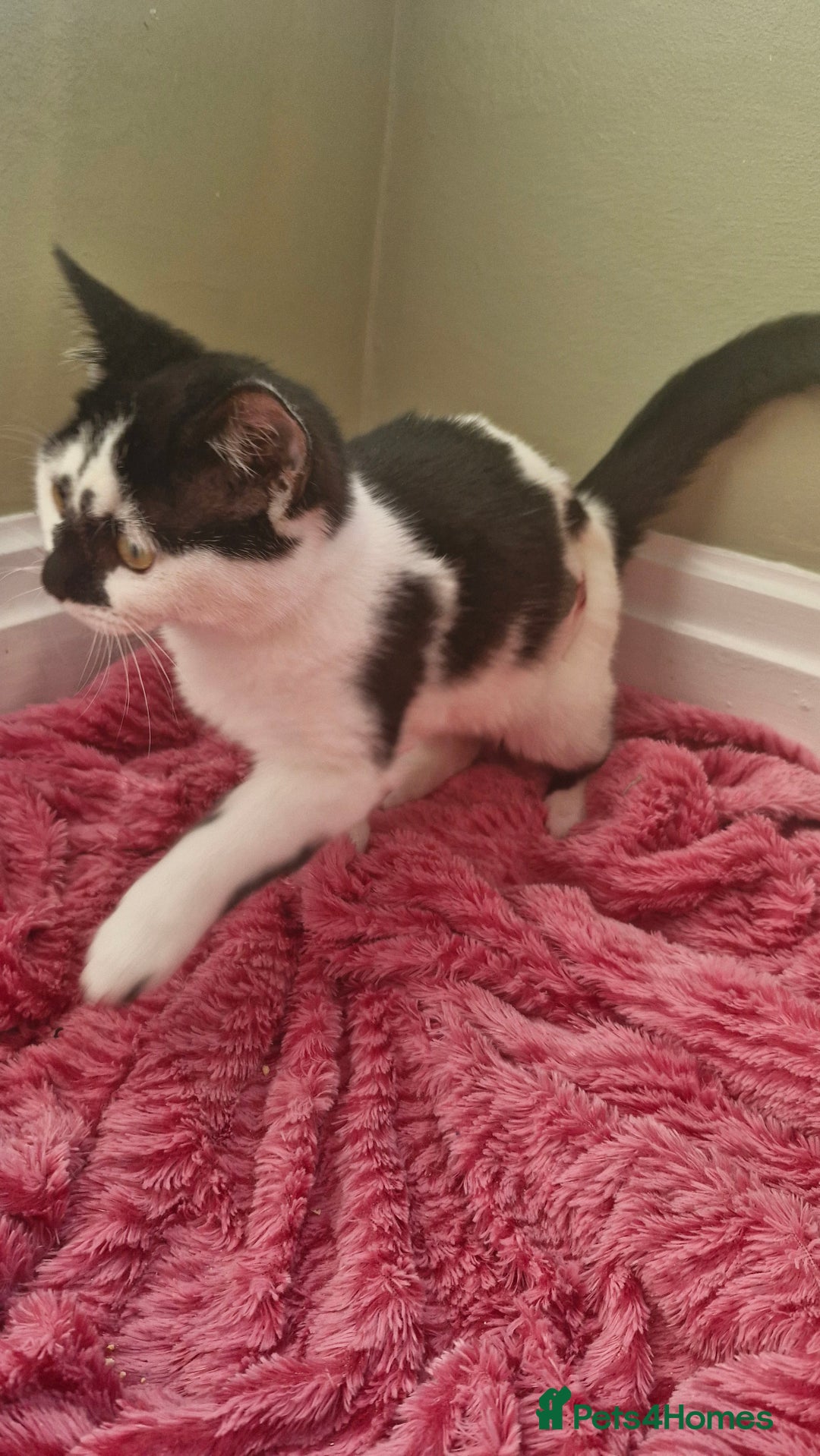 Ragdoll cats for sale: Siblings in desperate need of a good home  - Advert 7