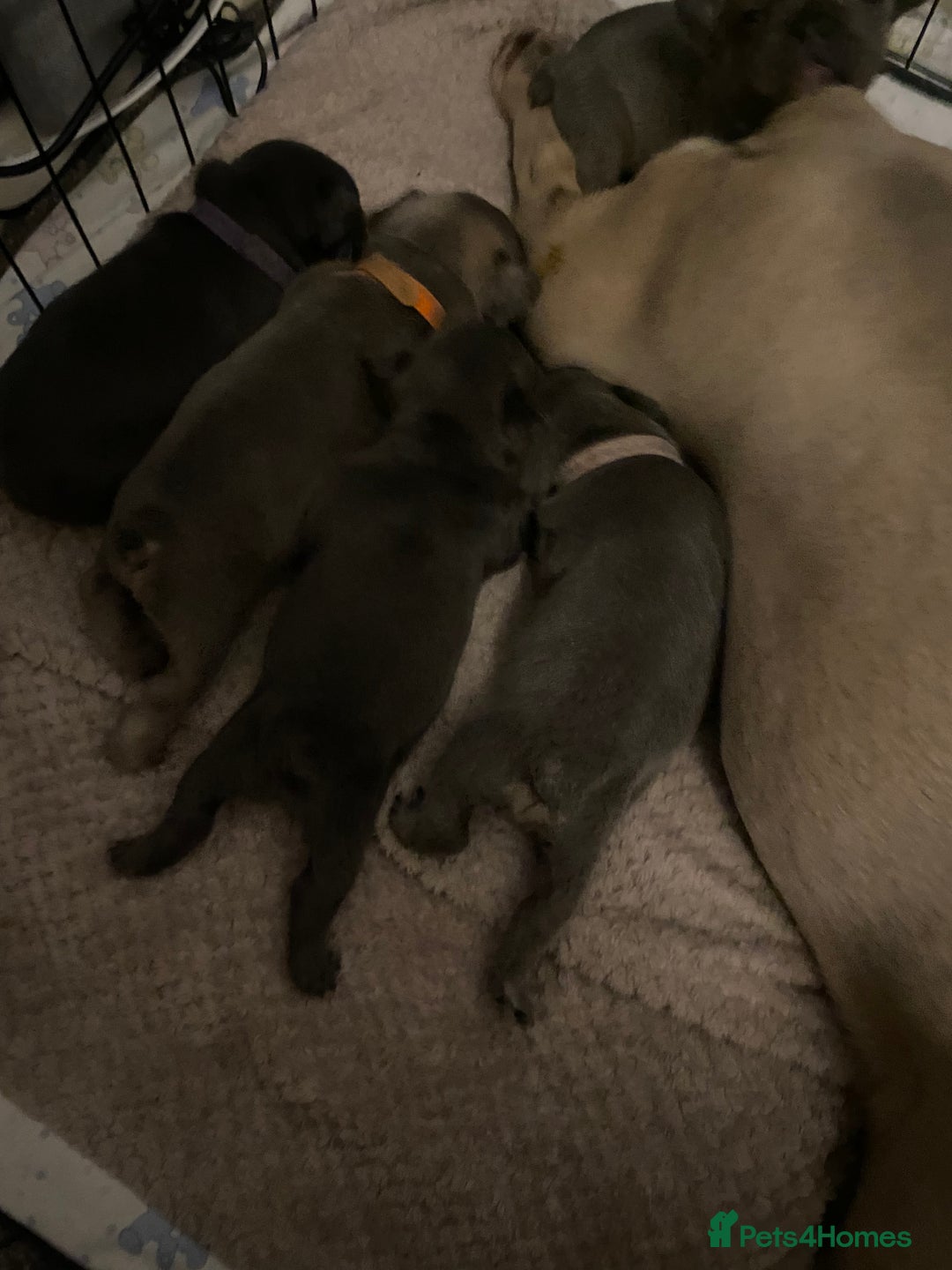 French Bulldog dogs for sale: Stunning chunky French bulldog pups  - Advert 18