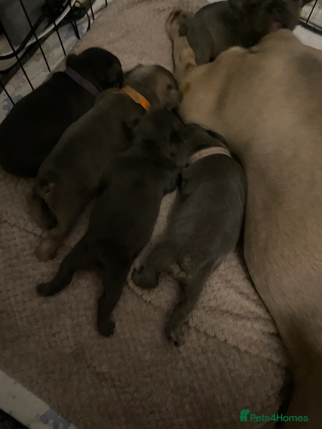 French Bulldog dogs for sale: Stunning chunky French bulldog pups  - Advert 13