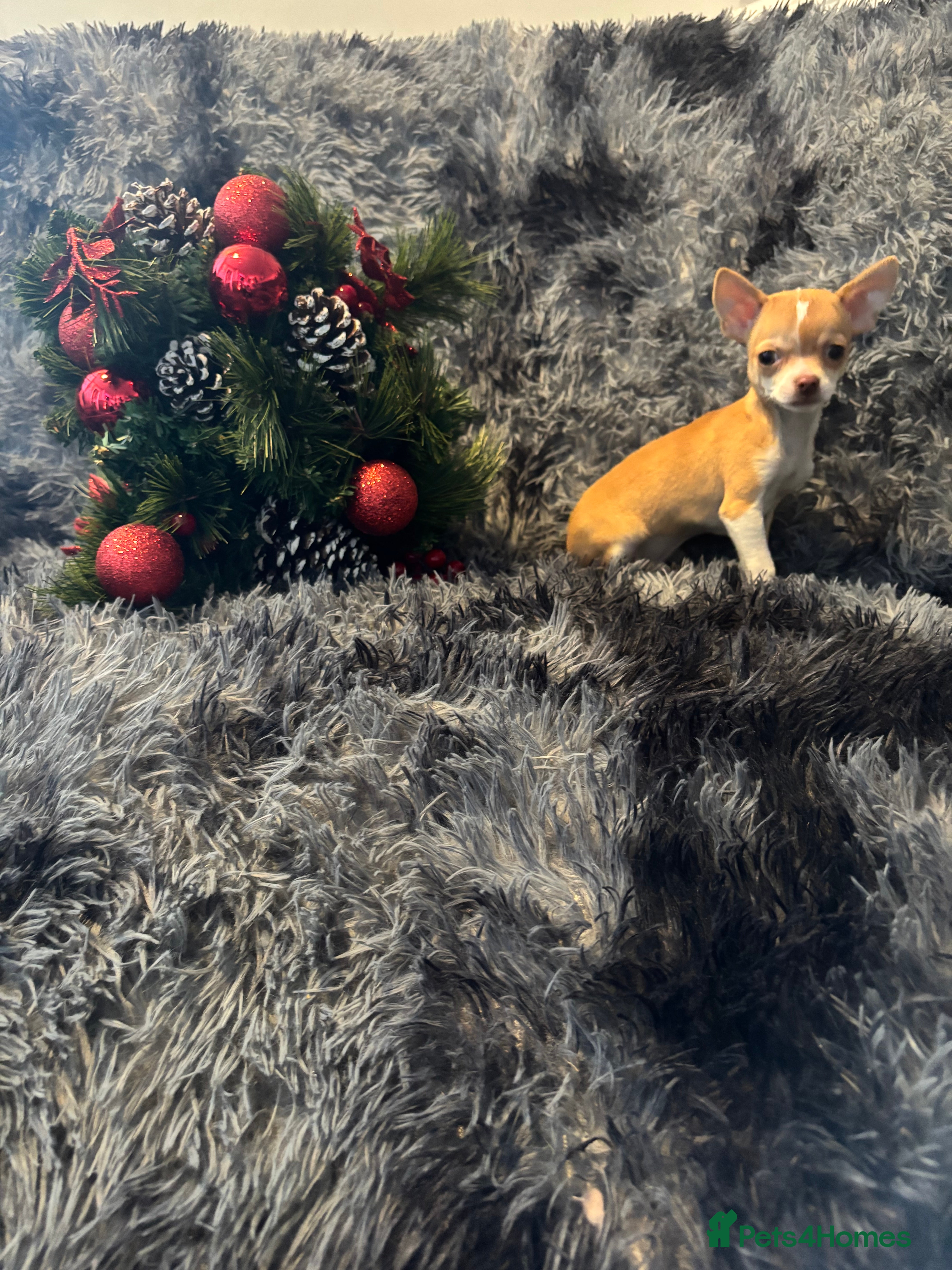 Chihuahua dogs Chihuahuas puppies  - Advert 5