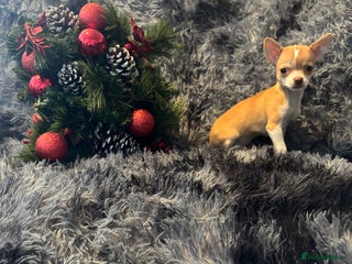 Chihuahua dogs Chihuahuas puppies - Advert 7