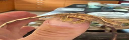 Gecko reptiles for sale: Baby crested gecko 1 month old - Advert 4