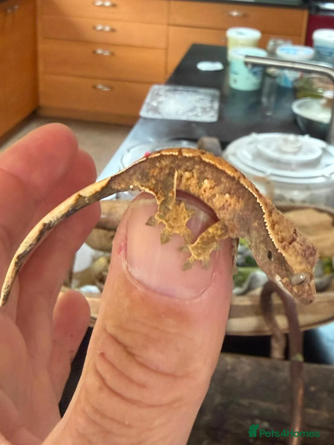 Gecko reptiles for sale: Baby crested gecko 1 month old - Advert 4