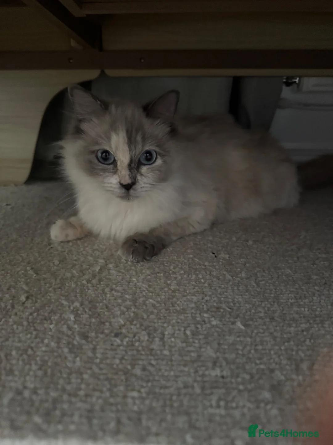 Ragdoll cats for sale: Pure Bred Female Ragdoll Kitten - Advert 2