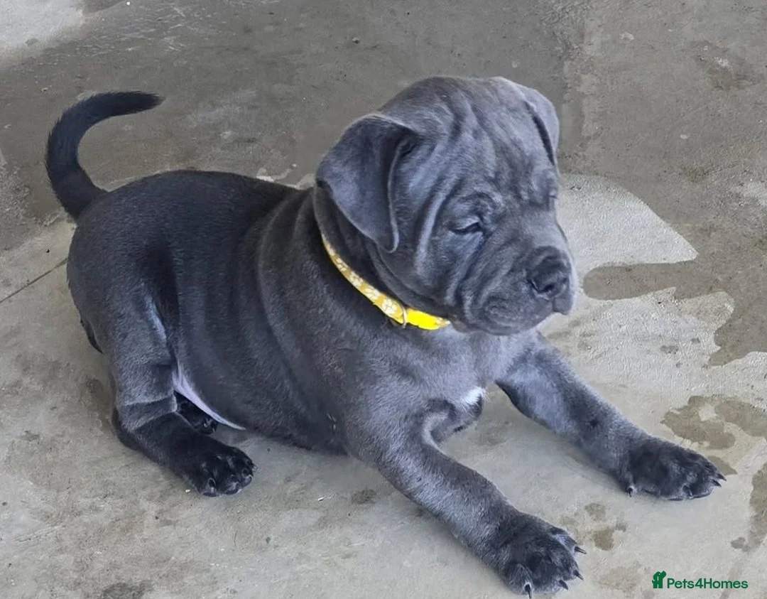 Staffordshire Bull Terrier dogs for sale: Handled and raised at home staffys - Advert 2