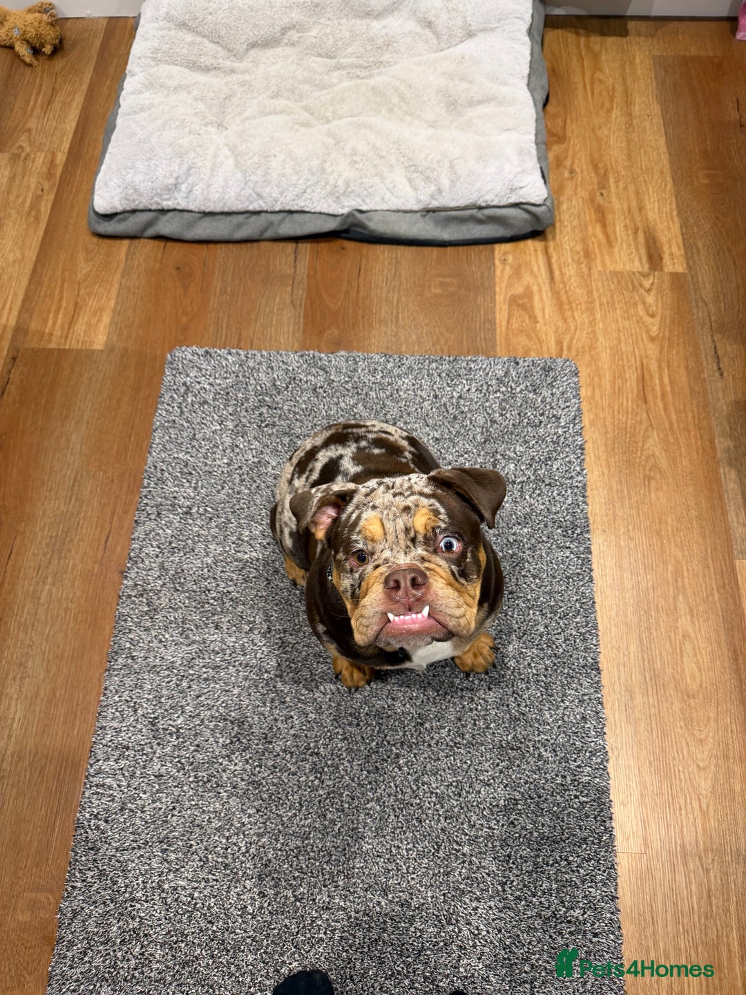 English Bulldog dogs for sale: Stunning & unique English Bulldog female  - Advert 1