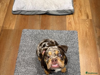 English Bulldog dogs Stunning & unique English Bulldog female - Advert 3