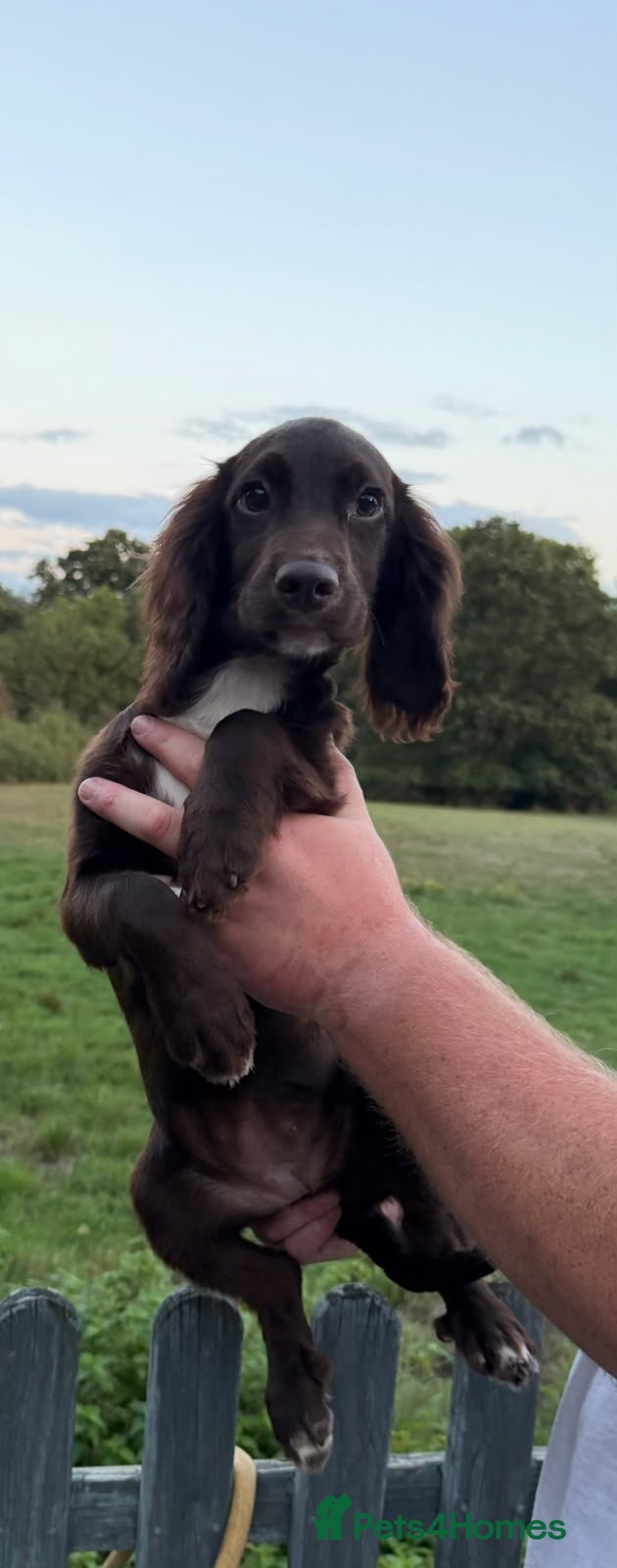 Sprocker dogs 5* Sprocker puppies - Advert 1