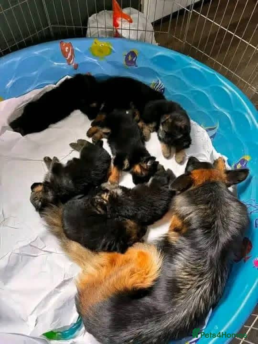 German Shepherd dogs for sale: 🐾 Beautiful German Shepherd Puppies! 🐾 - Image 7