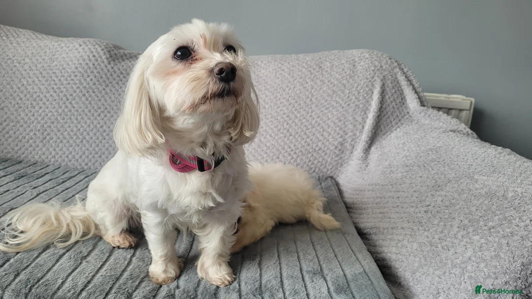 Maltipoo dogs for sale: Dominic C - Advert 8