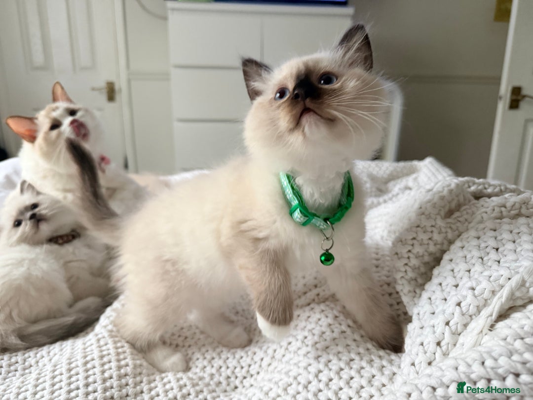 Ragdoll cats for sale: Ragdolls kittens 2 girls & 3 boys  - Image 7