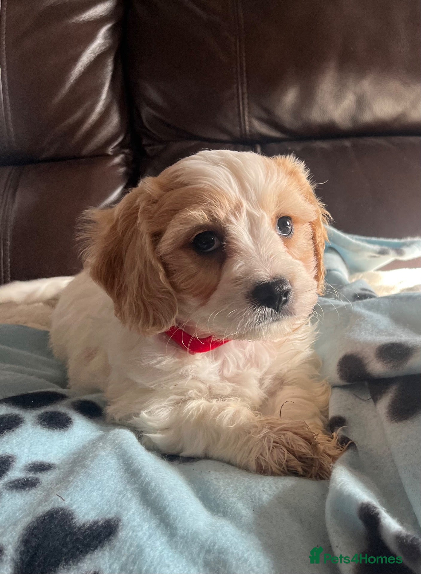 Cavachon dogs for sale: Cavachon puppies  - Advert 1