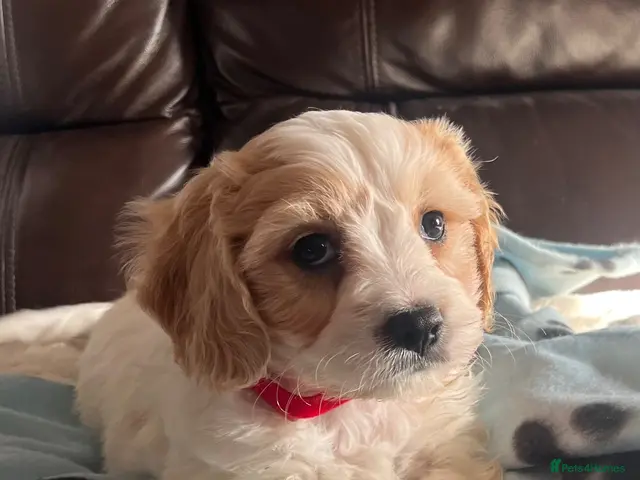Cavachon dogs for sale: Cavachon puppies - Advert 1