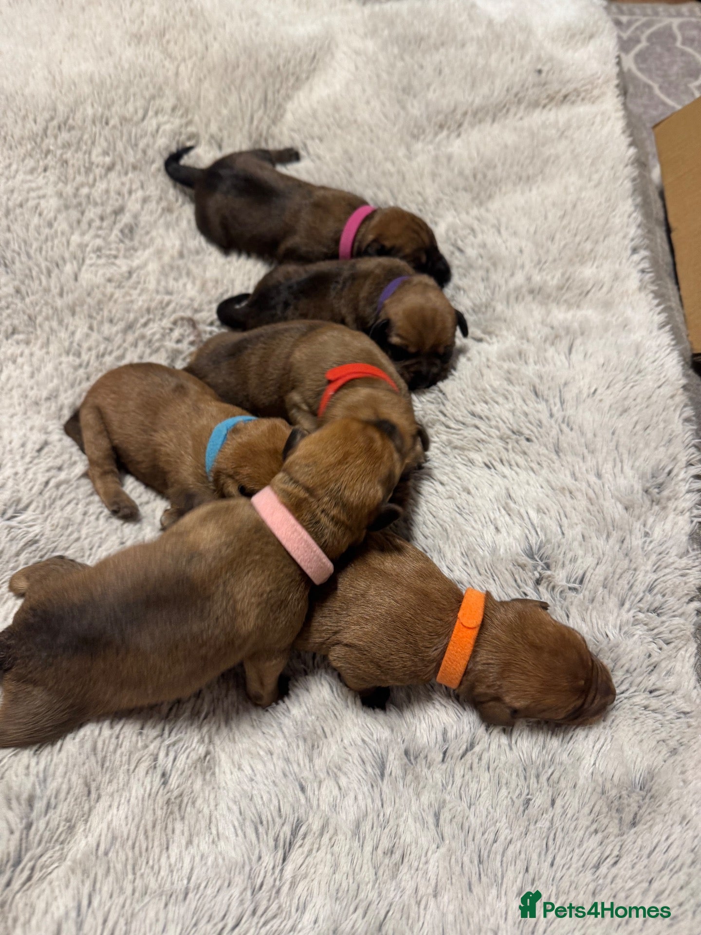 Mixed Breed dogs Gorgeous female puppies - Advert 2
