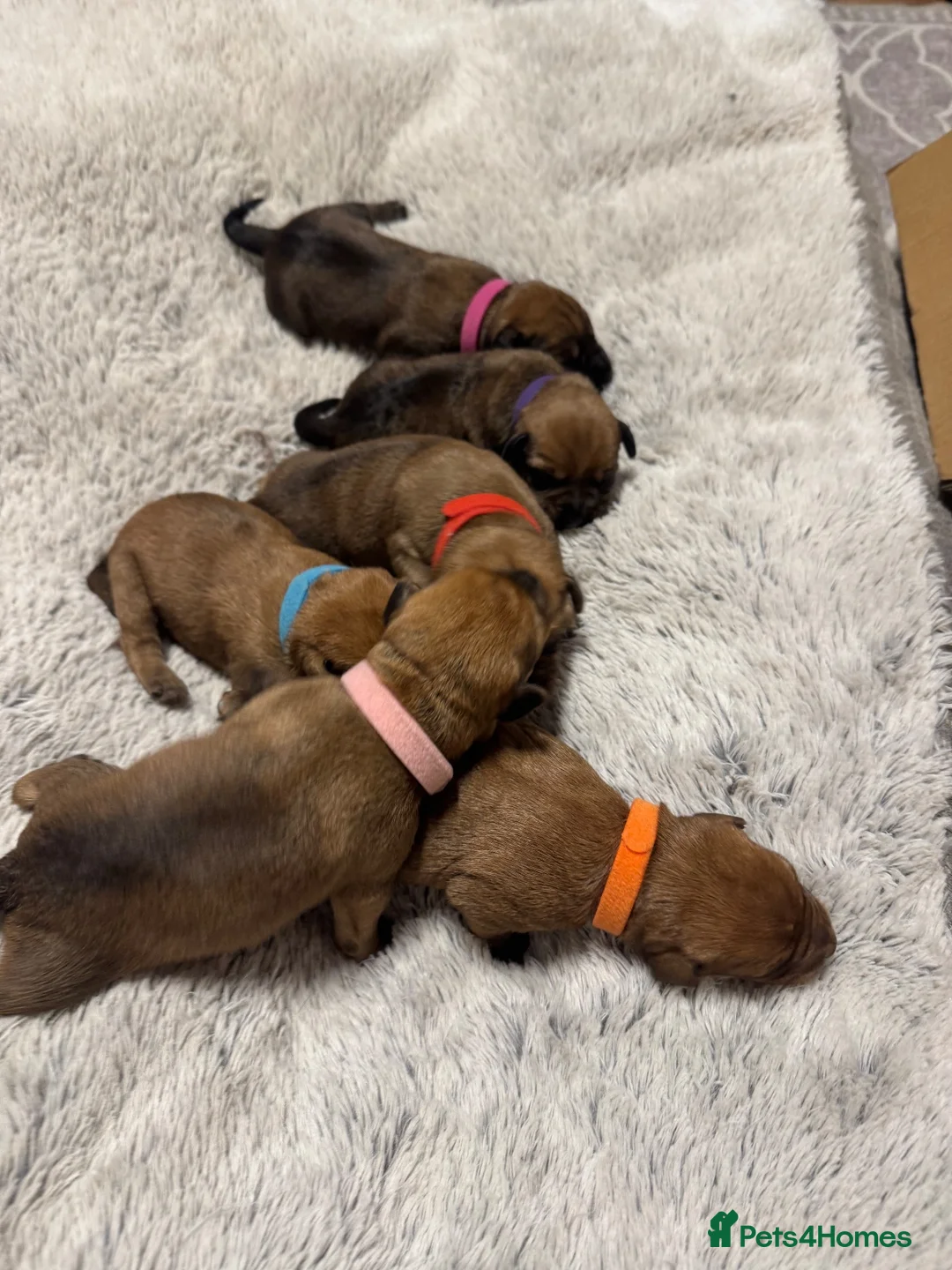 Mixed Breed dogs for sale: Gorgeous female puppies in Peterhead - Advert 2