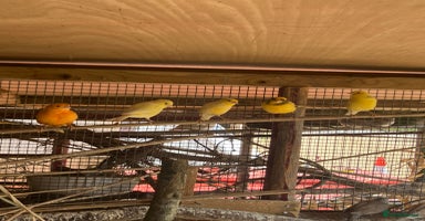 Canaries birds - Advert 6