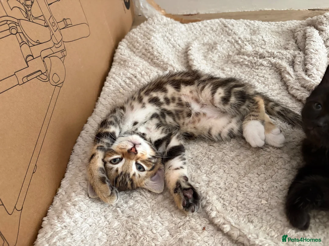 Mixed Breed cats for sale: PAIR OF RAGDOLL X BENGAL MIX  - Advert 1