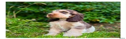 Cocker Spaniel dogs for sale: Quality KC Registered Show Cocker spaniel pippies - Advert 15