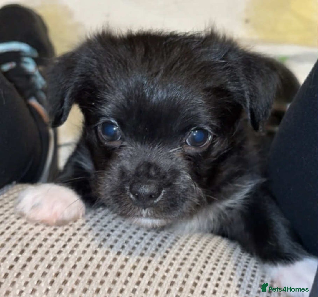 Mixed Breed dogs for sale: Pug cross shitzhu female puppies - Image 3