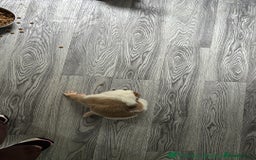 Mixed Breed dogs for sale: Lurcher pup  - Image 7