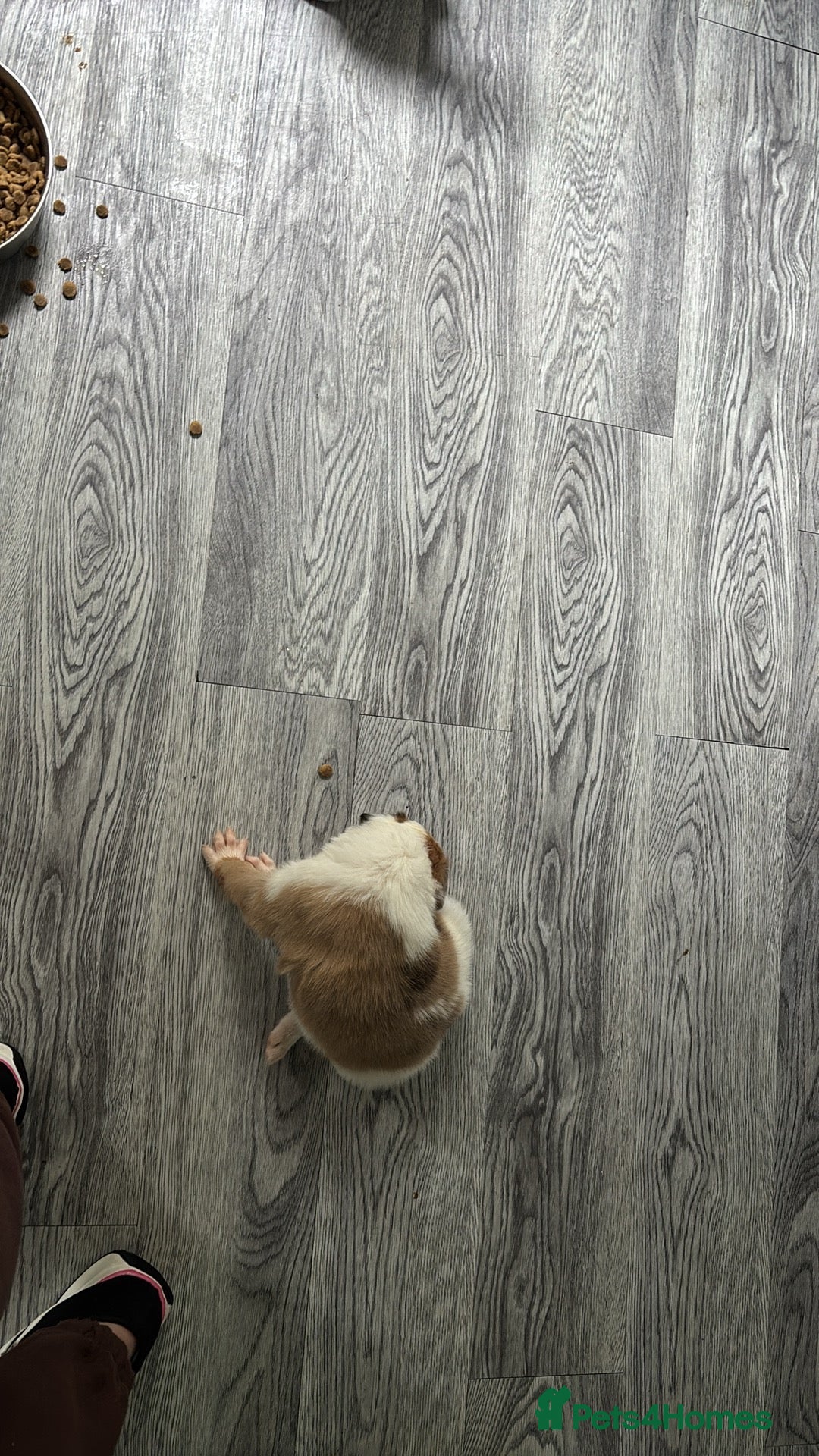 Mixed Breed dogs for sale: Lurcher pup  - Image 7