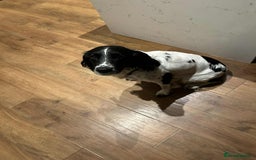 Welsh Springer Spaniel dogs for sale: Meg (springer) - Image 2