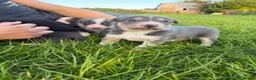 Mixed Breed dogs for sale: Huntaway x collie pups - Advert 1