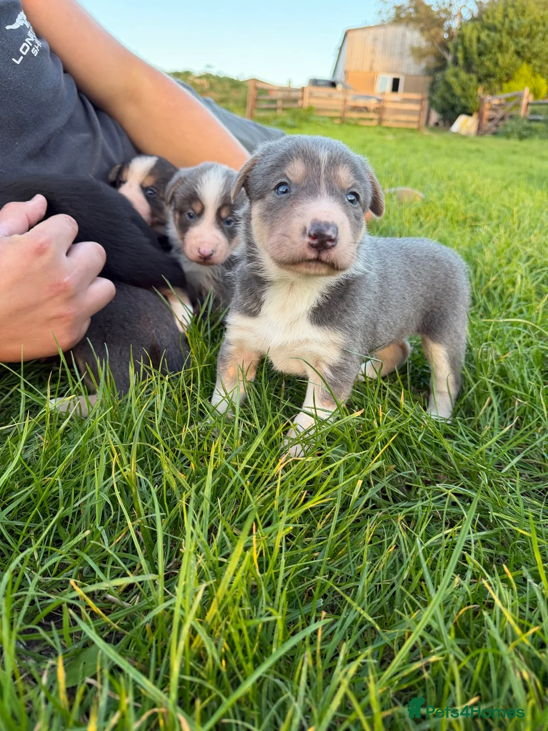Mixed Breed dogs for sale: Huntaway x collie pups - Advert 1