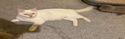 Ragdoll cats for sale: ACTIVE FAWN POINT GIRL AVAILABLE  in Norwich - Advert 3
