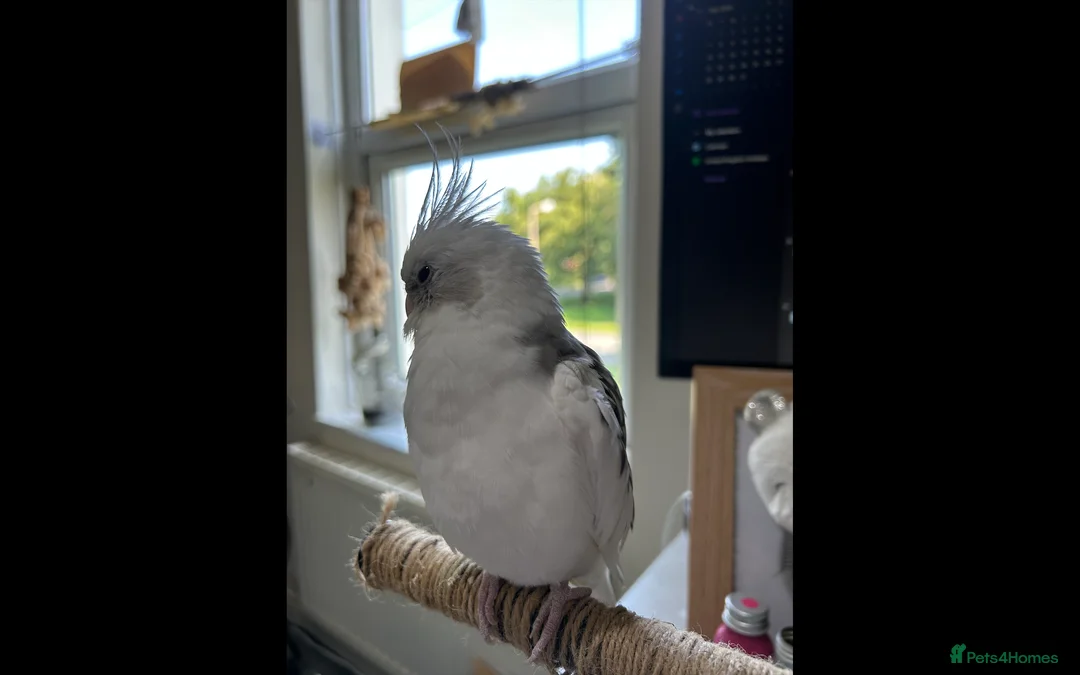 Cockatiels birds for sale: Two Loving Female Cockatiels for Rehoming - Advert 12