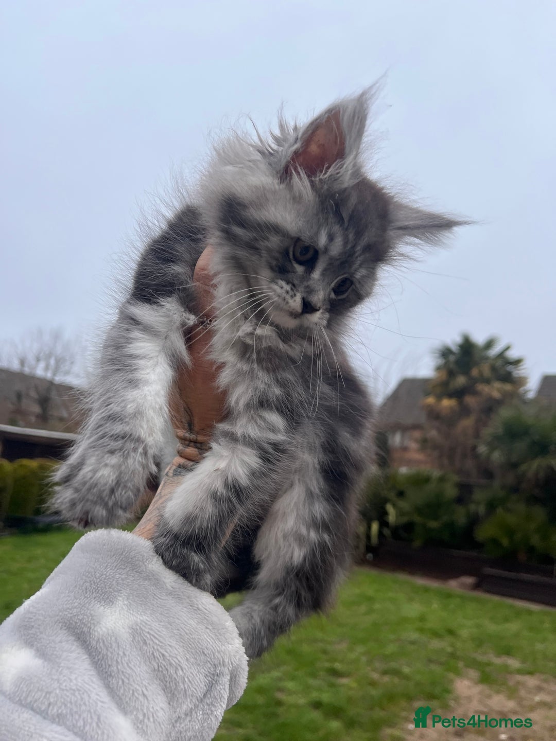 Maine Coon cats for sale: ❤️Maine Coon Girl❤️ - Advert 3