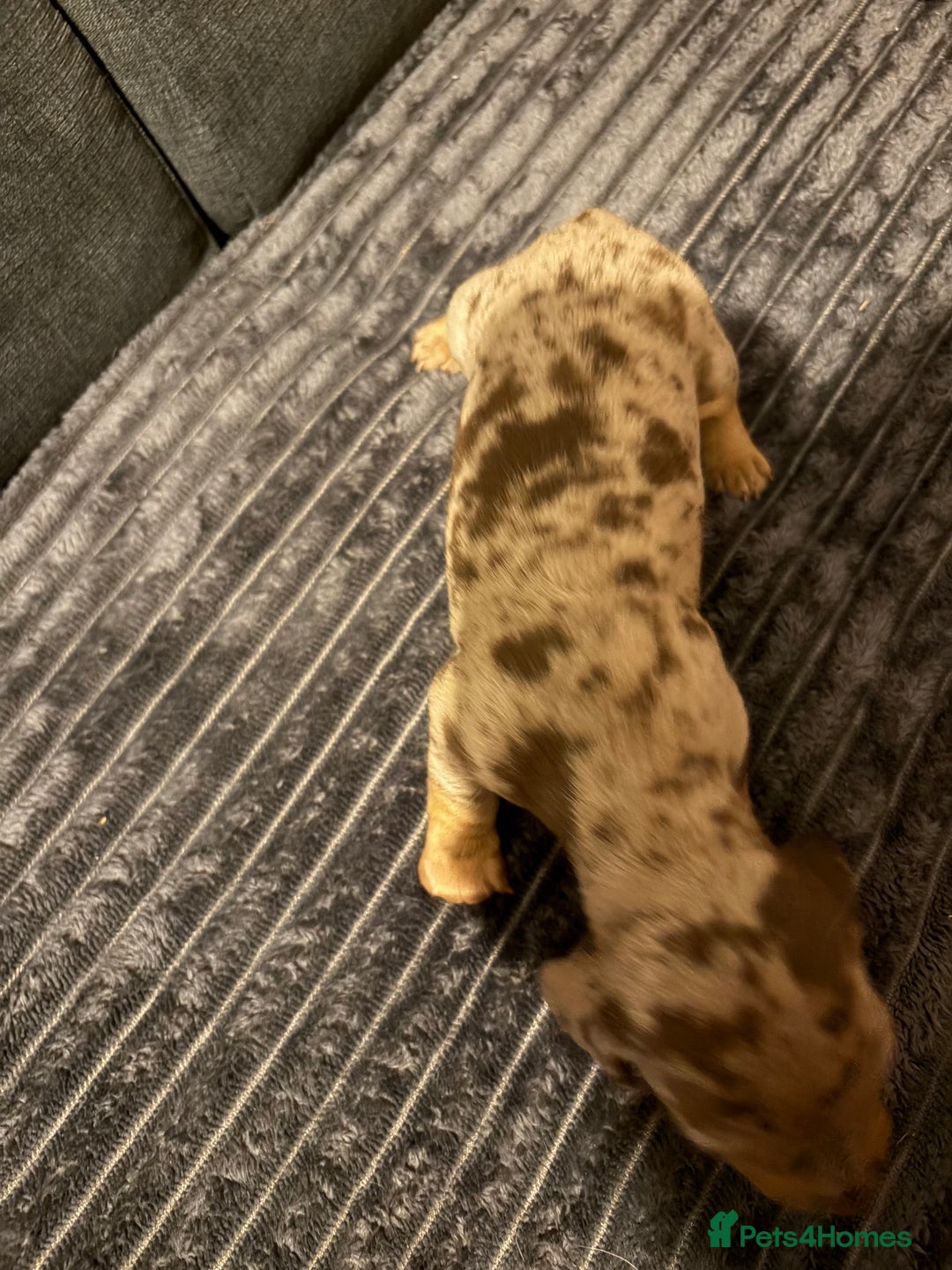 Miniature Dachshund dogs for sale: 🐾 Miniature Dachshund Puppies KC Registered  - Advert 23