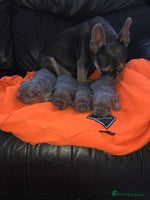 French Bulldog dogs - Advert 11