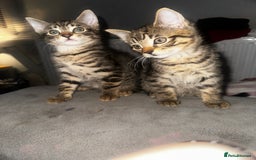 Domestic Shorthair cats for sale: 3 beautiful kittens for sale. - Image 2