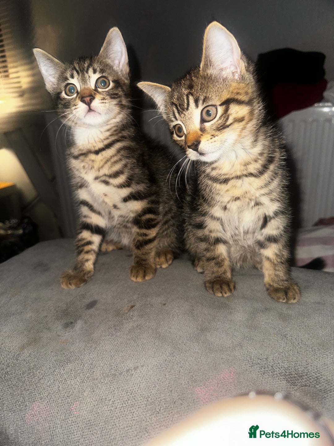 Domestic Shorthair cats for sale: 3 beautiful kittens for sale. - Image 2