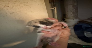 Mixed Breed cats - Advert 8