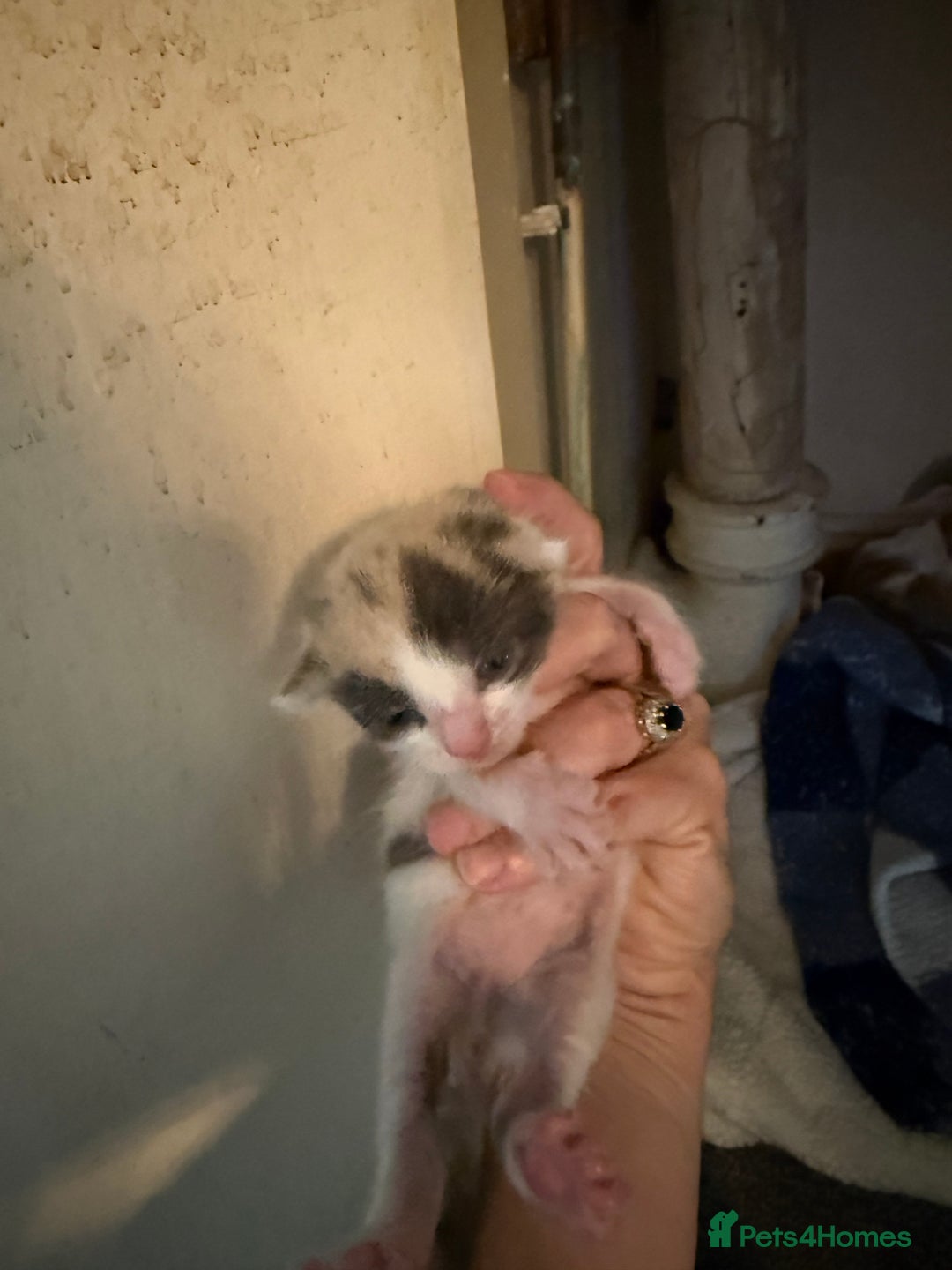 Mixed Breed cats for sale: 4 kitty’s looking for forever homes!  - Image 2