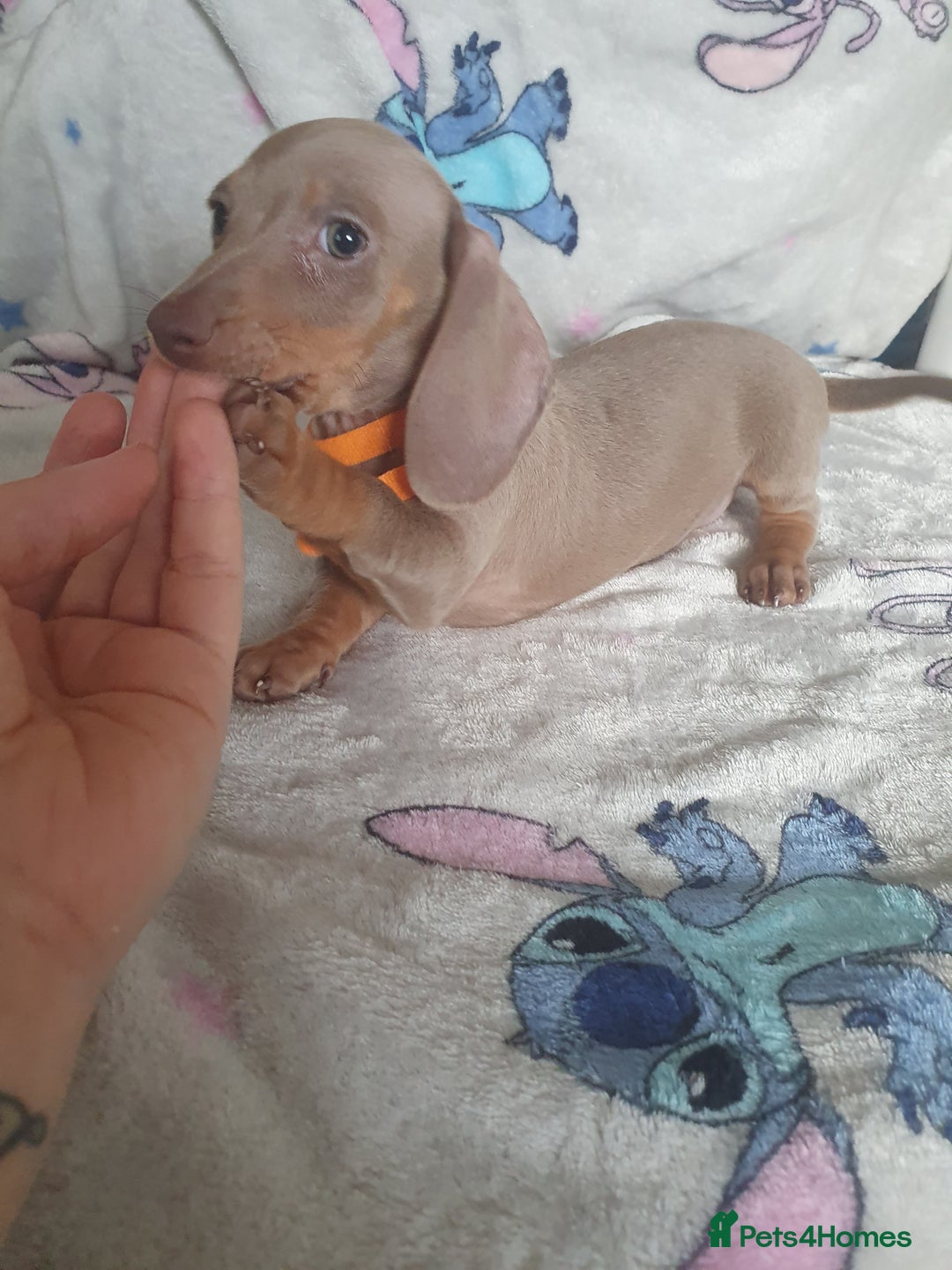 Miniature Dachshund dogs for sale: Miniature dachshund puppies for sale - Image 6