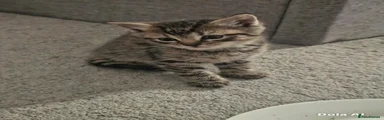 Tabby Kitten