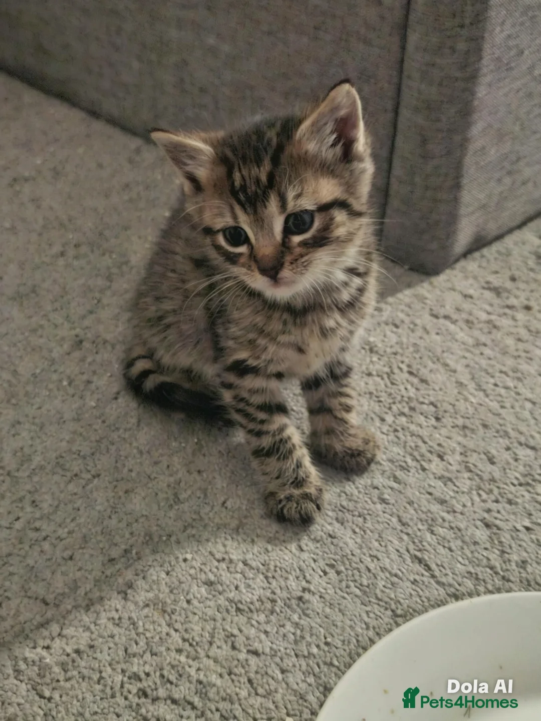 Mixed Breed cats for sale: Kittens  - Advert 6