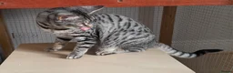 Savannah cats for sale: Pedigree F5 TICA Reg Savannah Girl Kitten - Advert 1