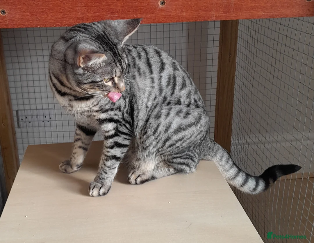 Savannah cats for sale: Pedigree F5 TICA Reg Savannah Girl Kitten - Advert 1